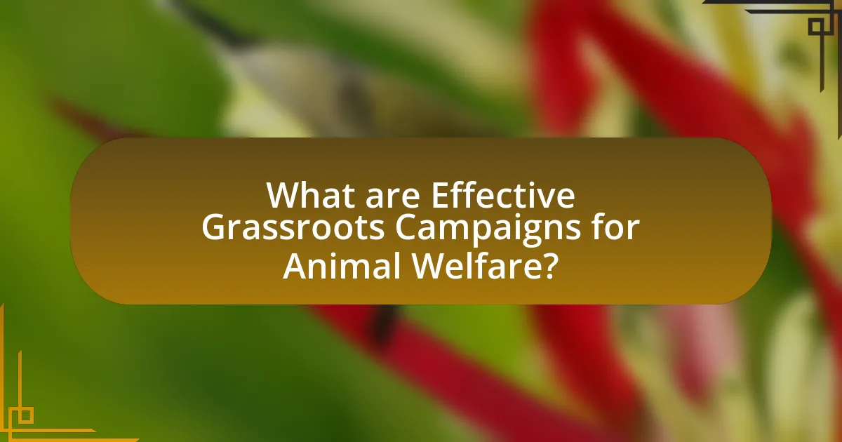 What are Effective Grassroots Campaigns for Animal Welfare?