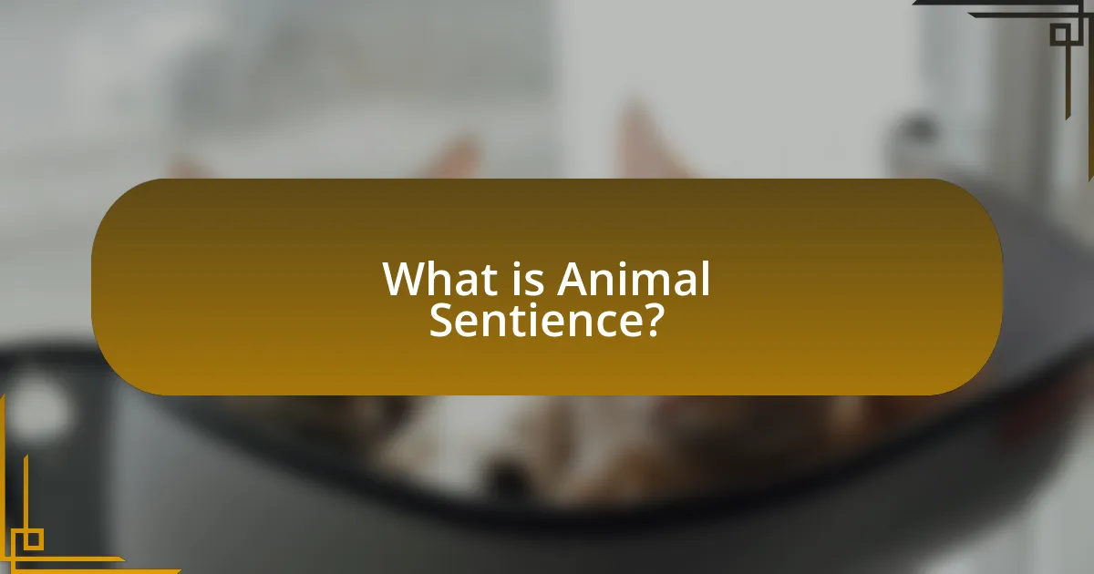 What is Animal Sentience?